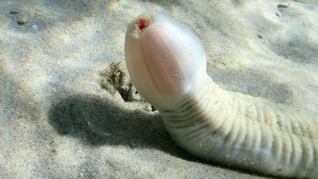 Priapulida Example Meet Priapulida, the most intimidating worm in the world [4 images ...